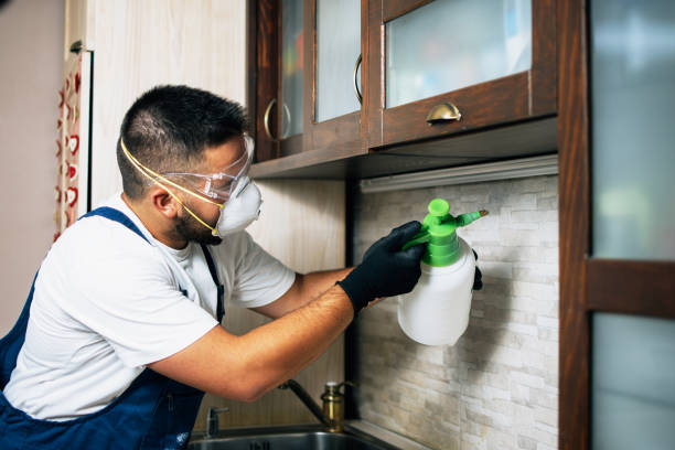 Wasp Removal Services in Haworth, NJ
