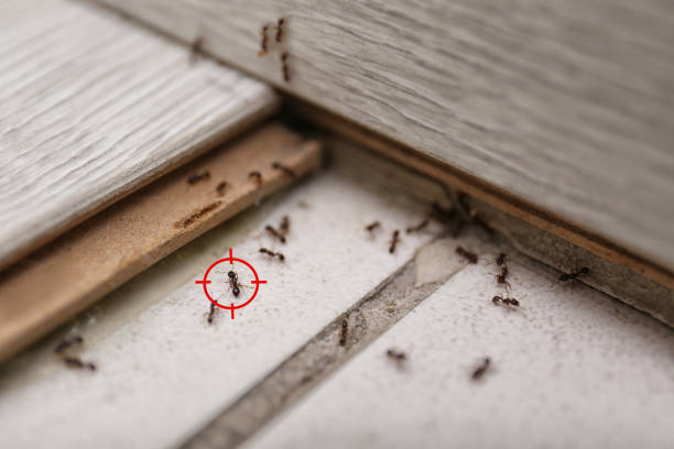 Best Pest Inspection Near Me  in Haworth, NJ