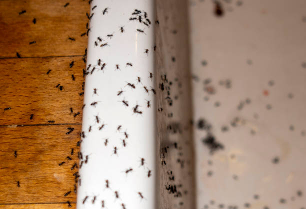 Best Ant Control Services  in Haworth, NJ